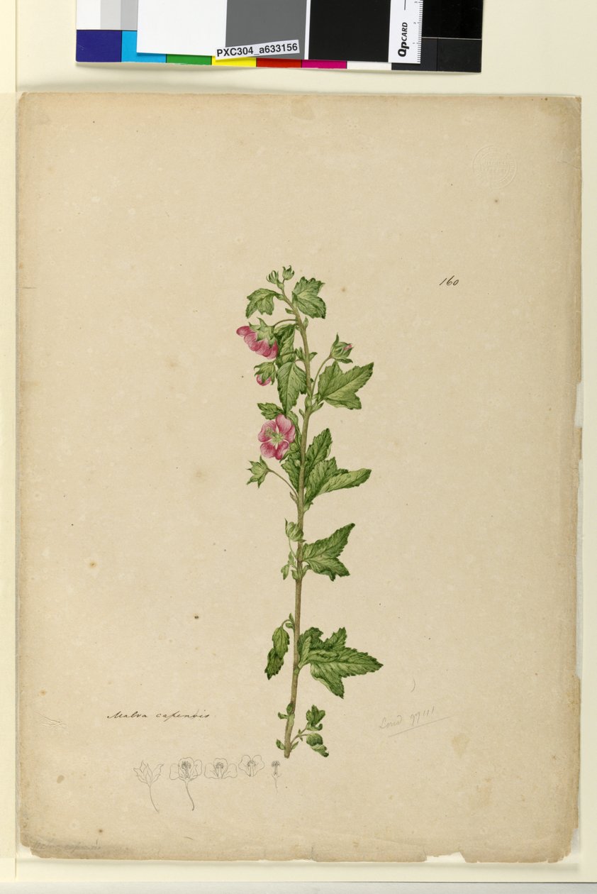 160. oldal Malva capensis, c.1803-06 (wc, toll, tinta és ceruza) alkotó: John William Lewin