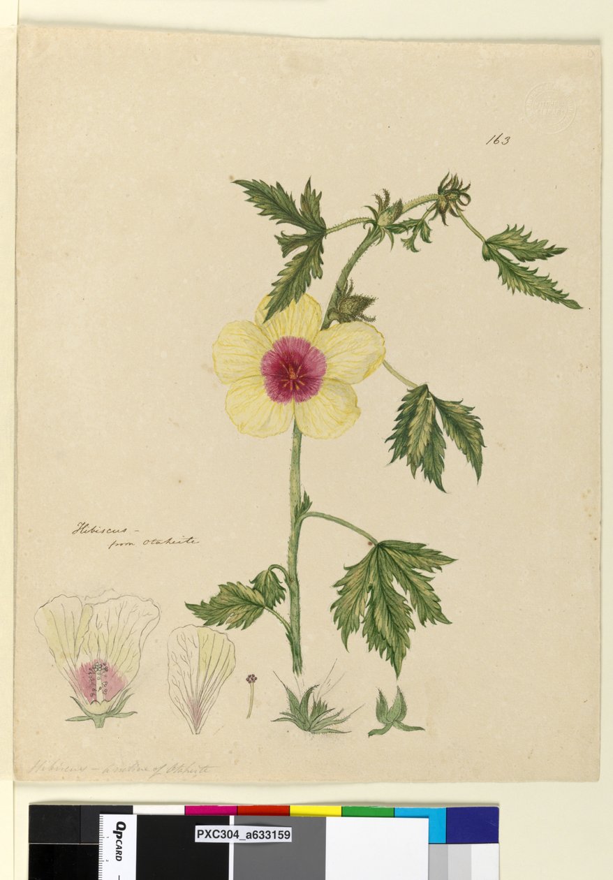 163. oldal Hibiszkusz, c.1803-06 (wc, toll, tinta és ceruza) alkotó: John William Lewin
