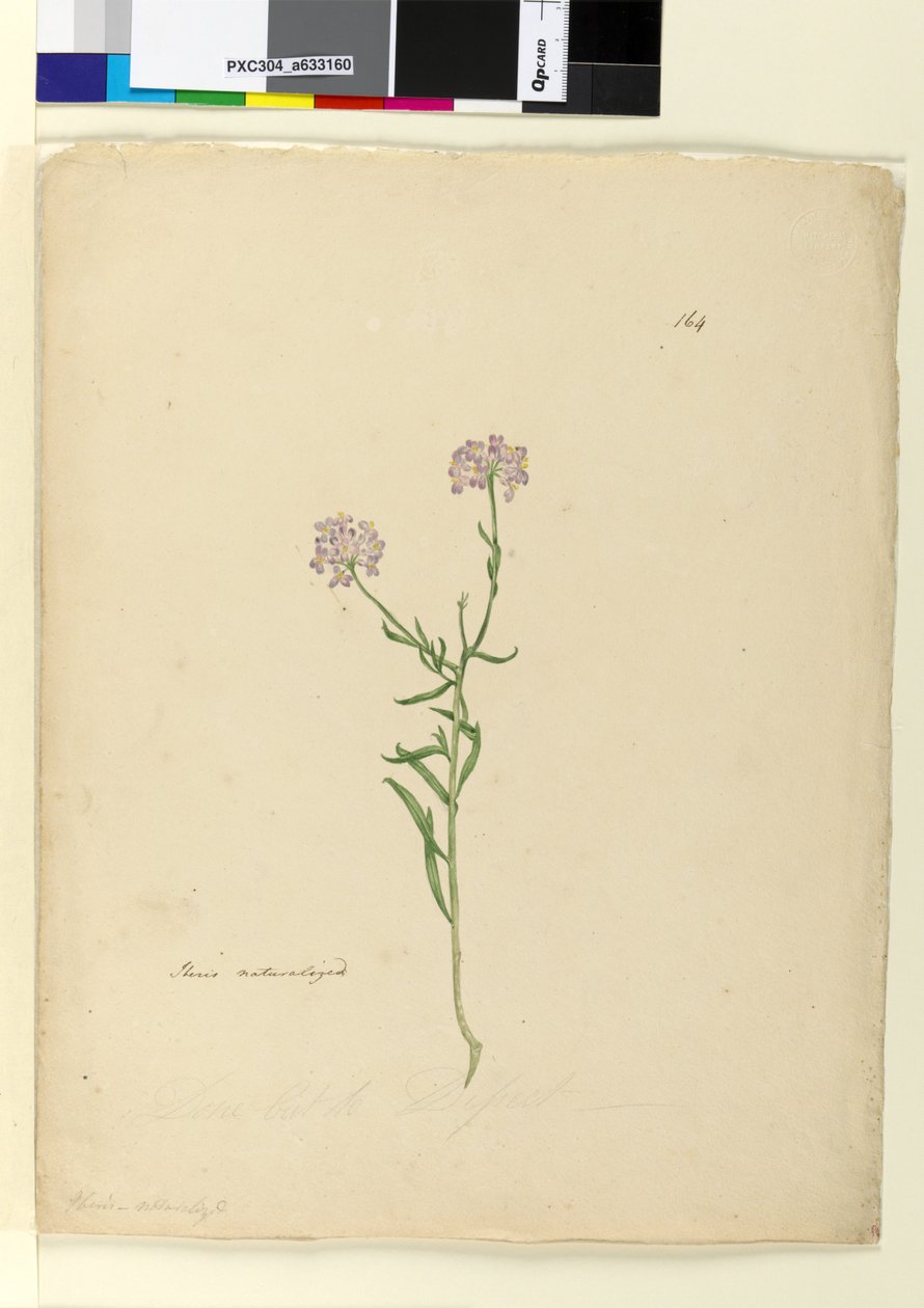 164. oldal. Iberis honosított, 1803-2006 körül (wc, toll, tinta és ceruza) alkotó: John William Lewin