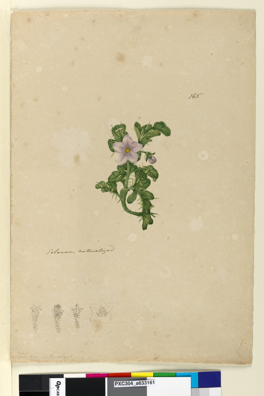 165. oldal Solanum naturalized, 1803-06 körül (wc, toll, tinta és ceruza) alkotó: John William Lewin