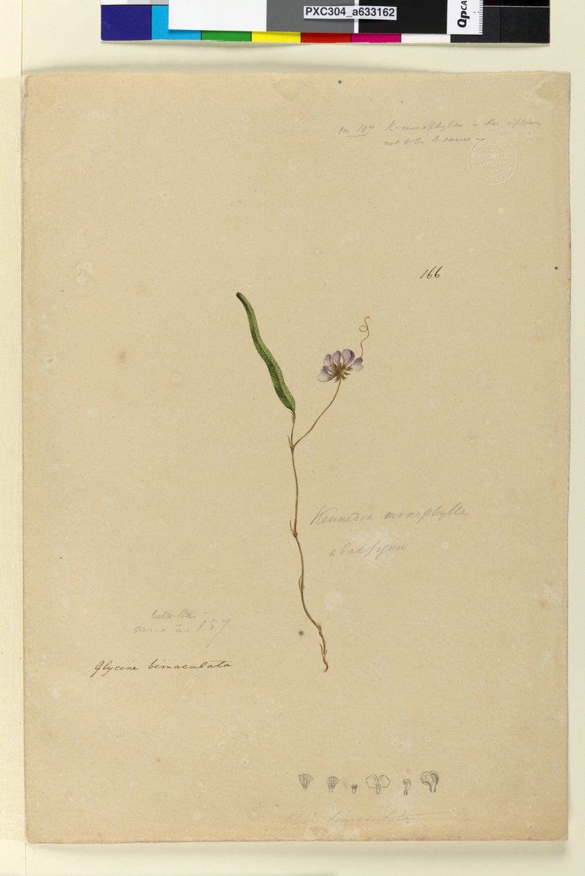 166. oldal Kennedia monophyllaHardenbergia violacea, c.1803-06 (wc, toll, tinta és ceruza) alkotó: John William Lewin