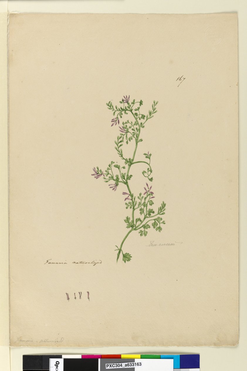 167. oldal. Fumaria honosított, 1803-2006 körül (wc, toll, tinta és ceruza) alkotó: John William Lewin