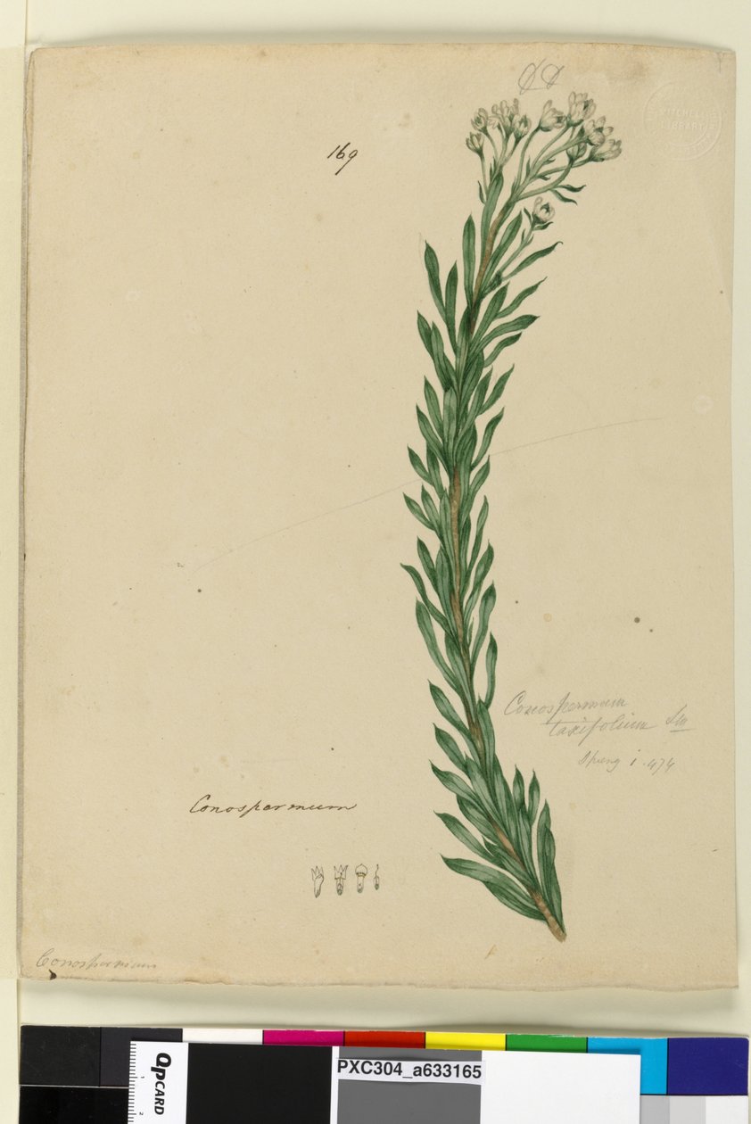 169. oldal Conospermum taxifolium, c.1803-06 (wc, toll, tinta és ceruza) alkotó: John William Lewin