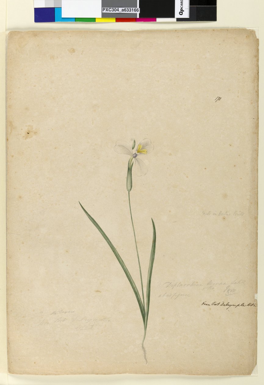 170. oldal. Diplarrhena moraea, 1803-2006 körül (wc, toll, tinta és ceruza) alkotó: John William Lewin