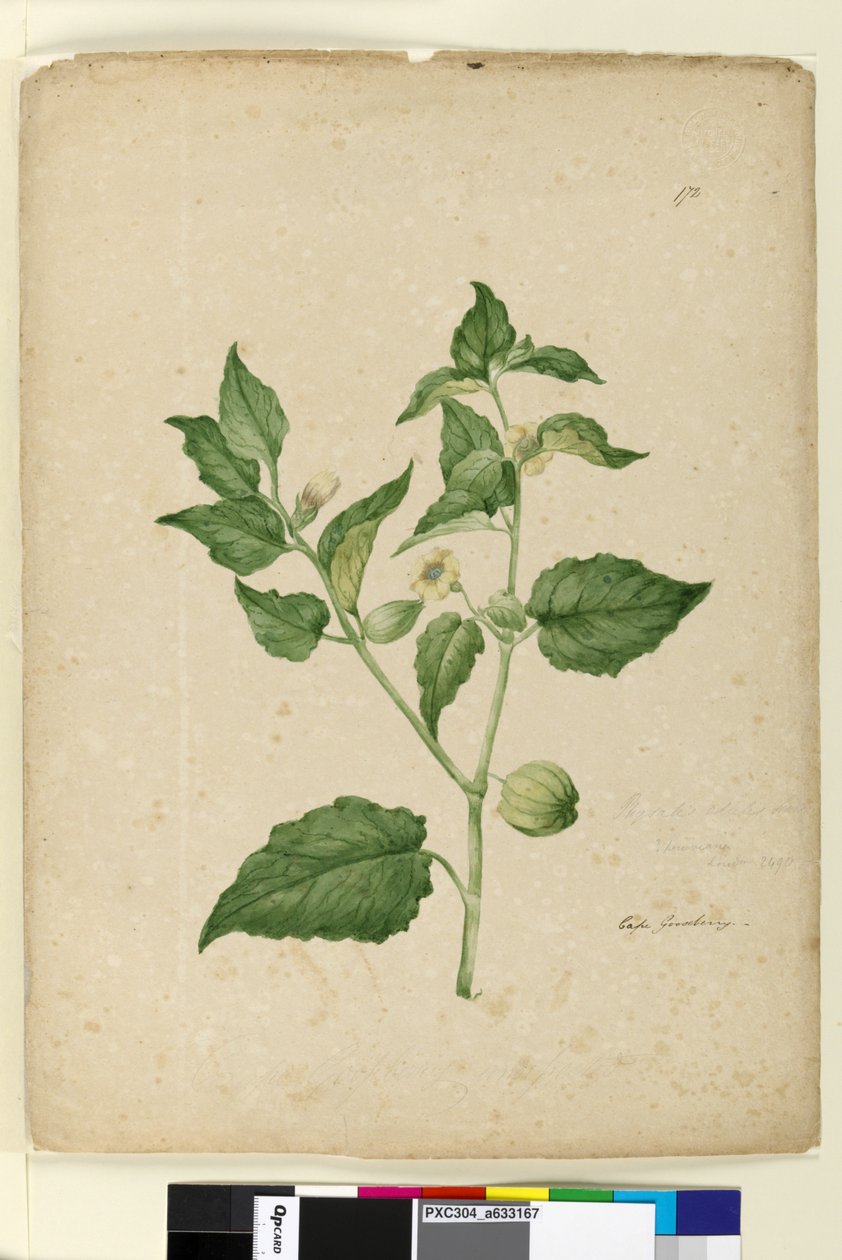 172. oldal Physalis edulis, c.1803-06 (wc, toll, tinta és ceruza) alkotó: John William Lewin