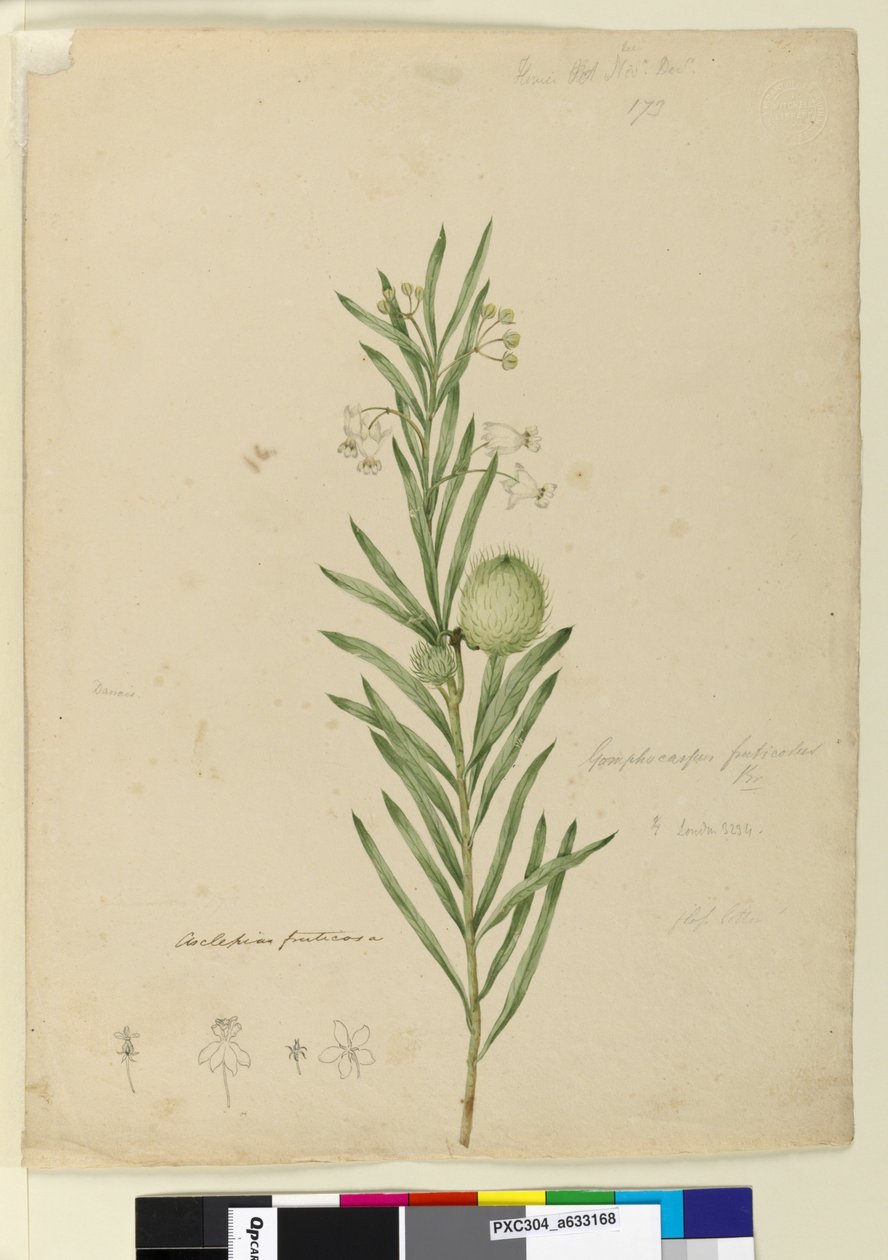 173. oldal. Asclepias fruticosa, 1803-2006 körül (wc, toll, tinta és ceruza) alkotó: John William Lewin