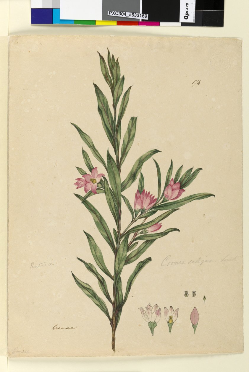 174. oldal Crowea saligna, 1803-06 körül (wc, toll, tinta és ceruza) alkotó: John William Lewin