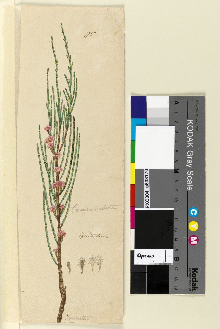 175. oldal Casuarina stricta Allocasuarina verticillata, c.1803-06 (wc, toll, tinta és ceruza) alkotó: John William Lewin