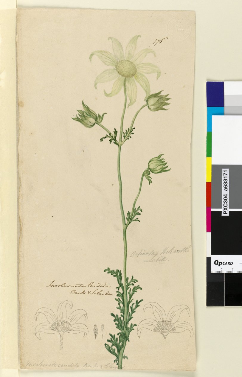 176. oldal Actinotus Helianthe, 1803-2006 körül (wc, toll, tinta és ceruza) alkotó: John William Lewin