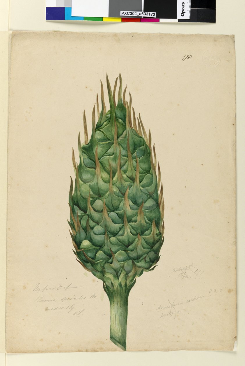 178. oldal. A Zamia spiralis termése, 1803-2006 körül (wc, toll, tinta és ceruza) alkotó: John William Lewin