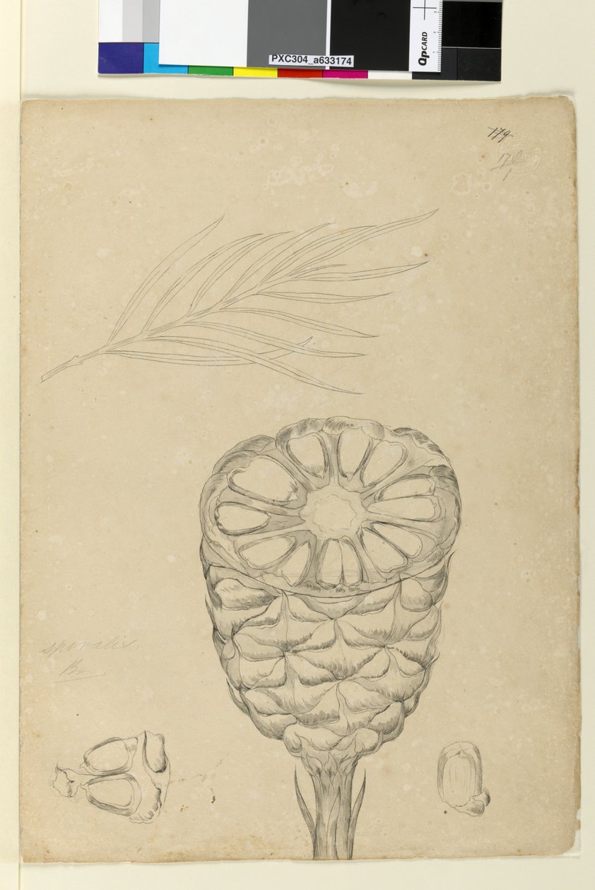 178b. oldal. Spiralis, 1803-06 körül (wc, toll, tinta és ceruza) alkotó: John William Lewin