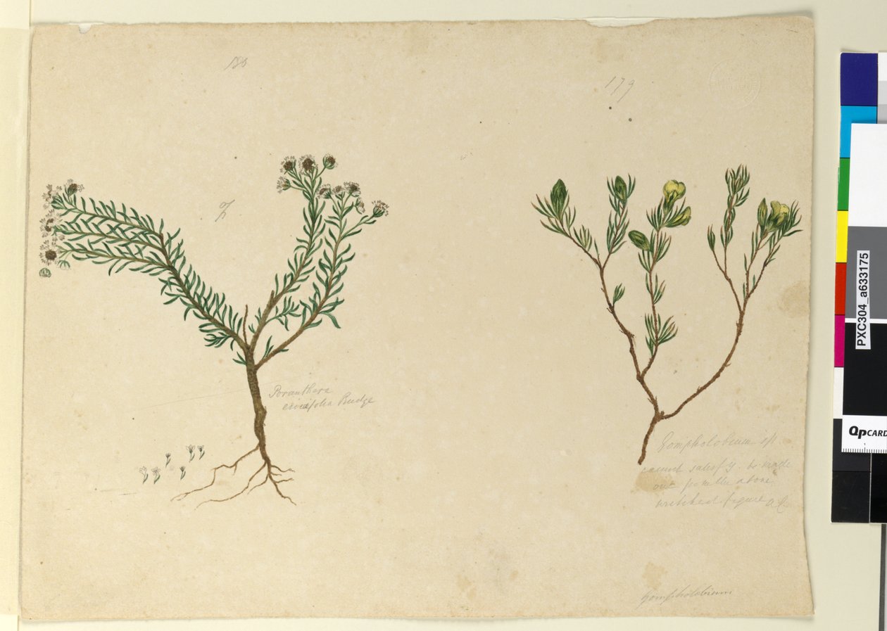 179. oldal Gompholobium; 180. Poranthera ericafolia, 1803-2006 körül (wc, toll, tinta és ceruza) alkotó: John William Lewin