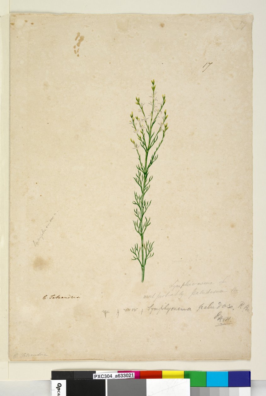 17. oldal Symphionema paludosum, c.1803-06 (wc, toll, tinta és ceruza) alkotó: John William Lewin