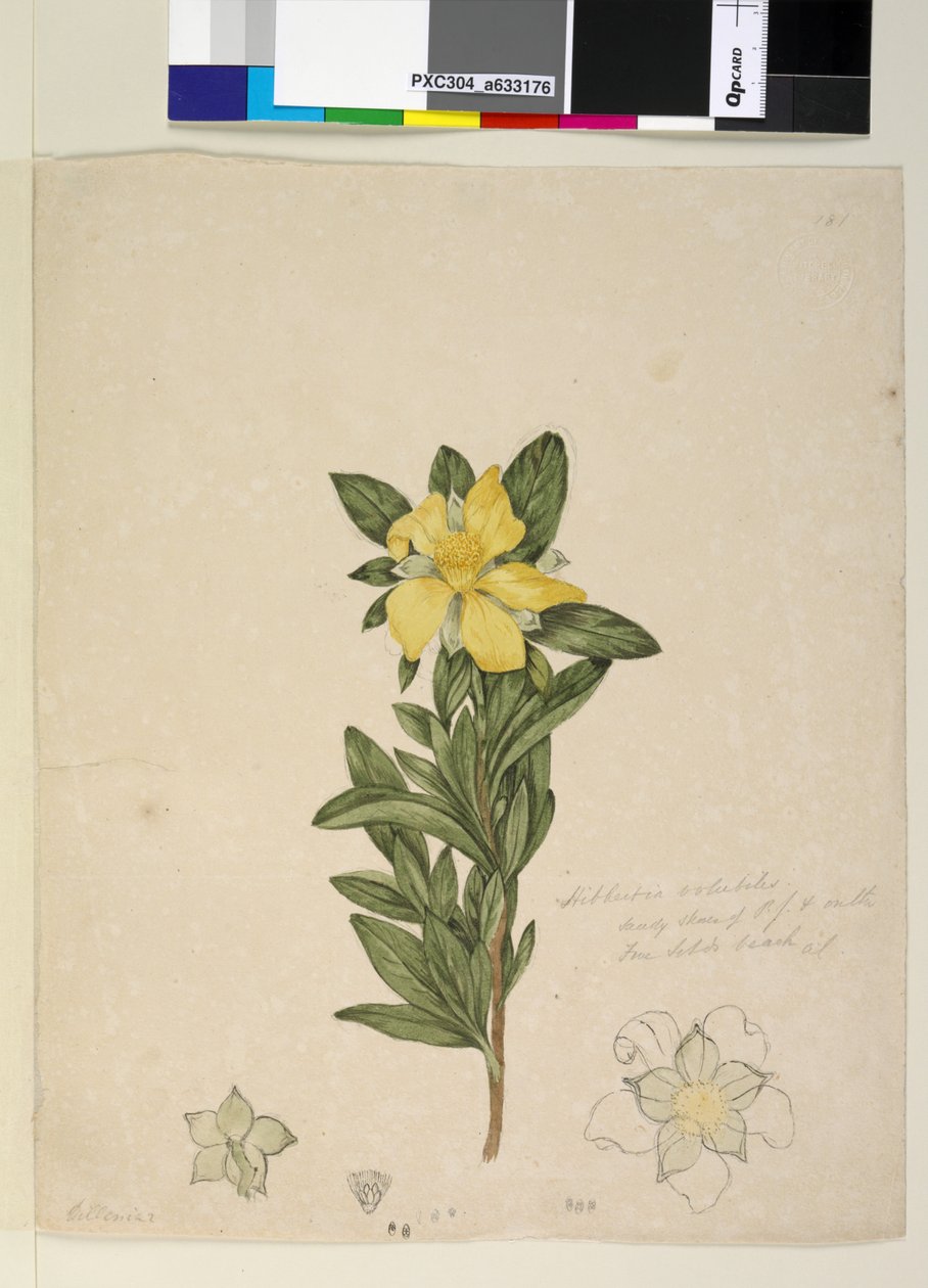 181. oldal Hibbertia volubilis Hibbertia scandens, c.1803-06 (wc, toll, tinta és ceruza) alkotó: John William Lewin