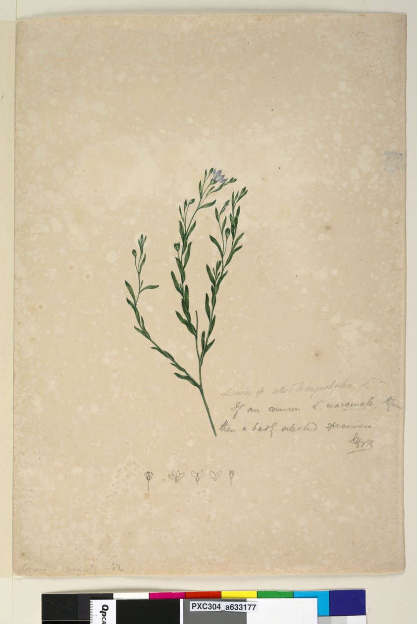 182. oldal. Linum sp szövetségese augustifolium, 1803-2006 körül (wc, toll, tinta és ceruza) alkotó: John William Lewin
