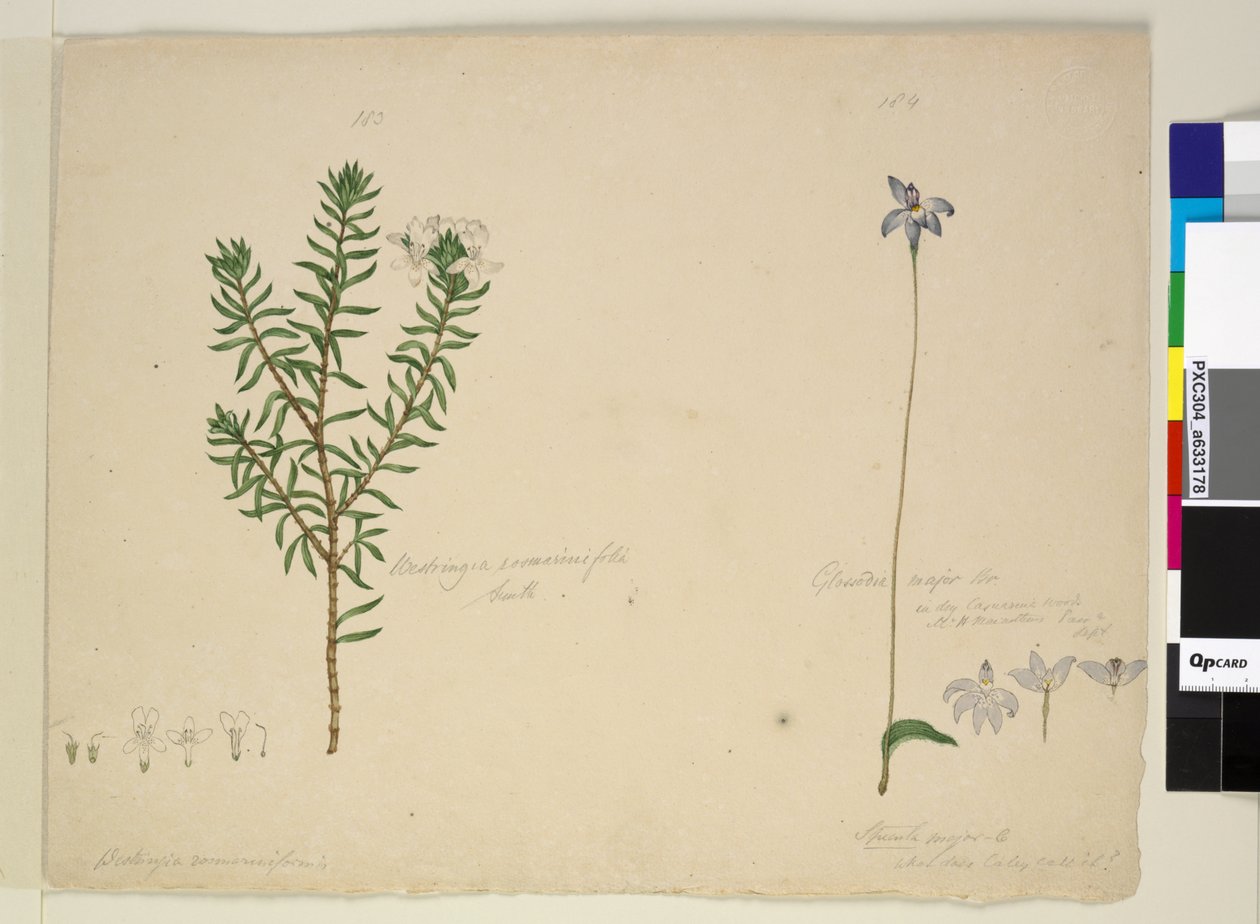 183. oldal Westringia rosmarinifolia Westringia fruiticosa; 184. Glossodia major, 1803-2006 körül (wc, toll, tinta és ceruza) alkotó: John William Lewin