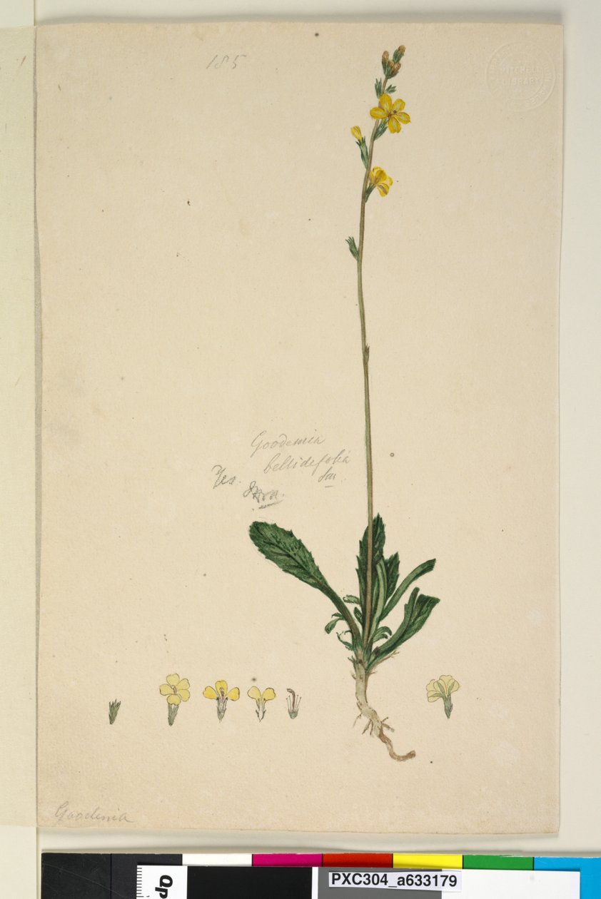 185. oldal Goodenia bellidifolia, c.1803-06 (wc, toll, tinta és ceruza) alkotó: John William Lewin