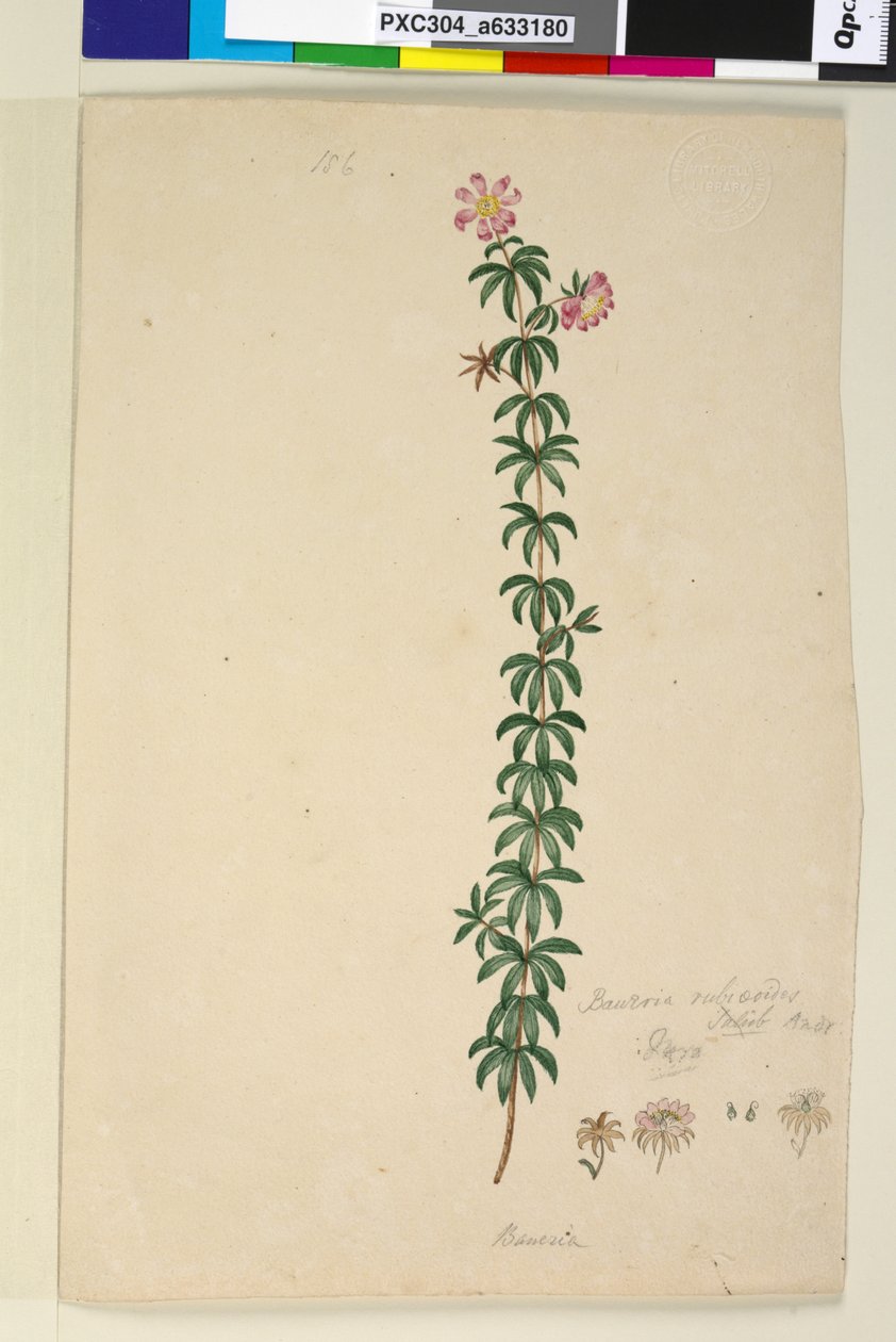 186. oldal. Bauera rubioides, c.1803-06 (wc, toll, tinta és ceruza) alkotó: John William Lewin