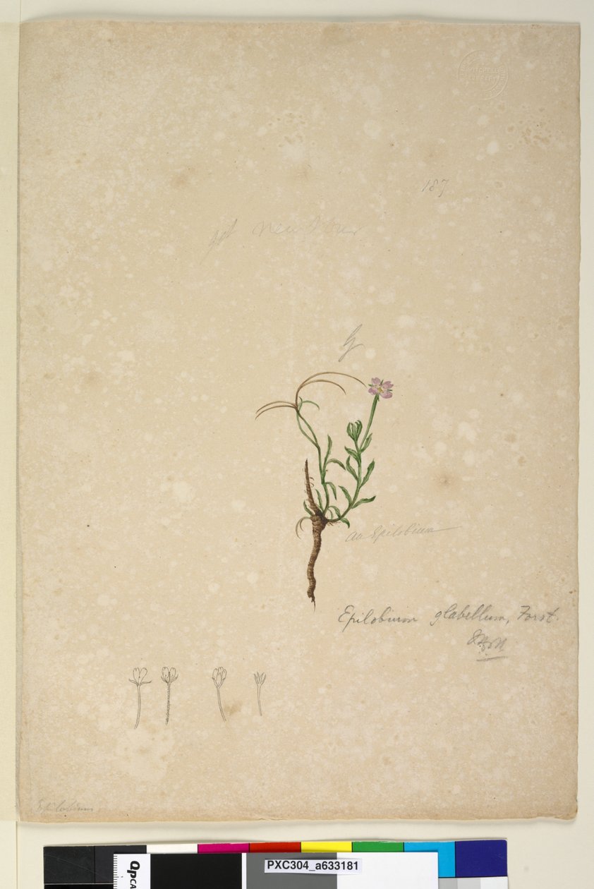 187. oldal Epilobium glabellum, c.1803-06 (wc, toll, tinta és ceruza) alkotó: John William Lewin