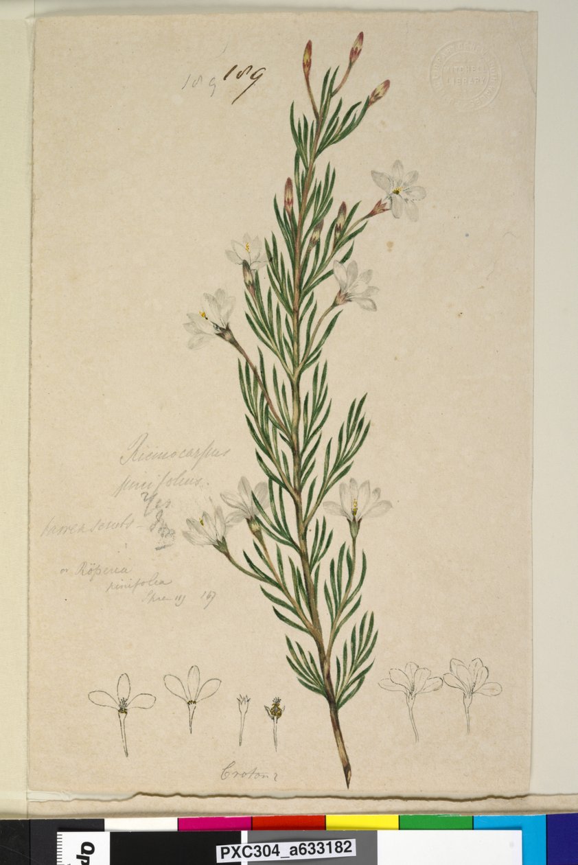 189. oldal Ricinocarpus pinifolius, 1803-2006 körül (wc, toll, tinta és ceruza) alkotó: John William Lewin