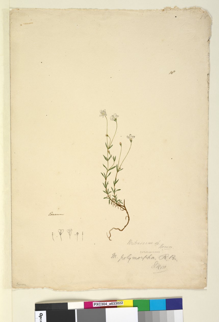18. oldal Mitrasacme polymorpha, c.1803-06 (wc, toll, tinta és ceruza) alkotó: John William Lewin