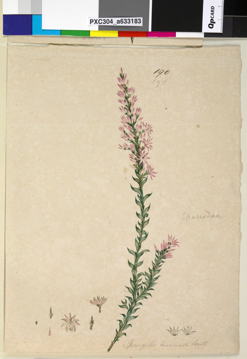 190. oldal Sprengelia incarnata, 1803-2006 körül (wc, toll, tinta és ceruza) alkotó: John William Lewin
