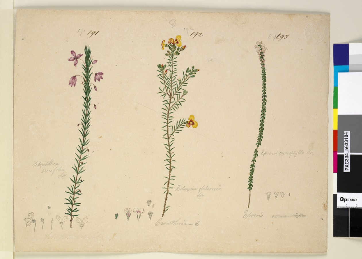 191. oldal Tetratheca ericifolia; 192. Dillwynia glaberrima; 193. Epacris microphylla, 1803-1806 körül (wc, toll, tinta és ceruza) alkotó: John William Lewin