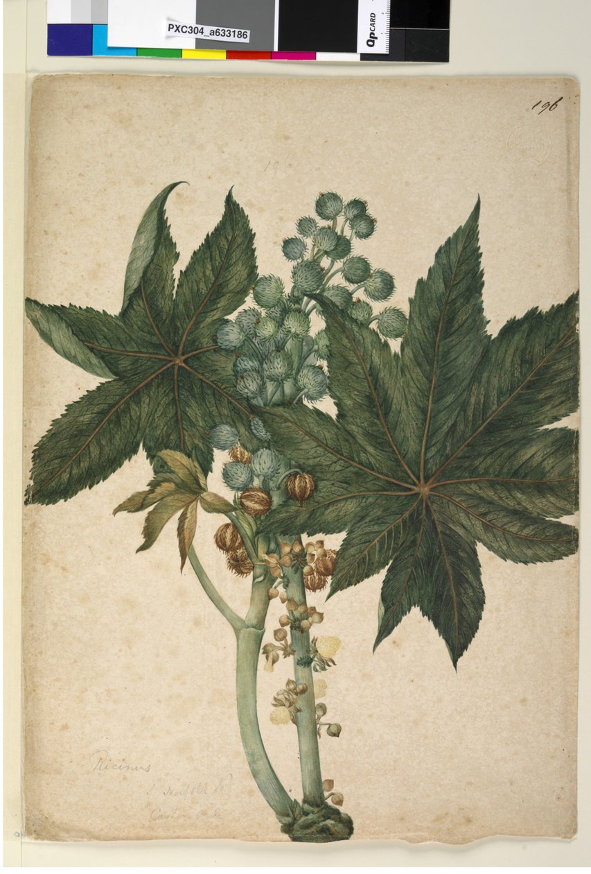 196. oldal Ricinus Ricinus communis, 1803-2006 körül (wc, toll, tinta és ceruza) alkotó: John William Lewin