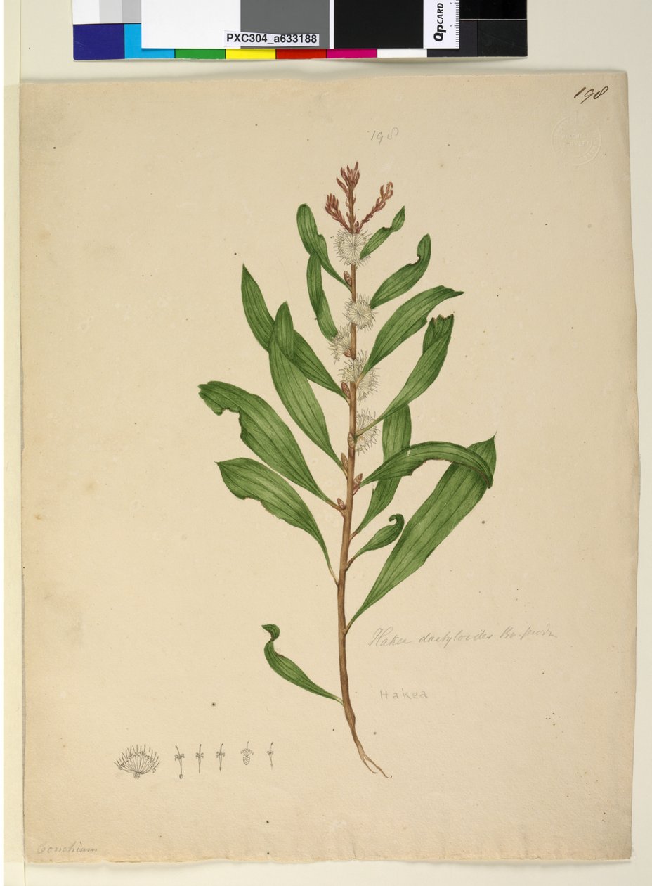198. oldal Hakea dactyloides, 1803-06 körül (wc, toll, tinta és ceruza) alkotó: John William Lewin