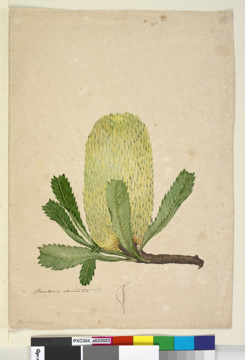 19. oldal Banksia serrata, c.1803-06 (wc, toll, tinta és ceruza) alkotó: John William Lewin