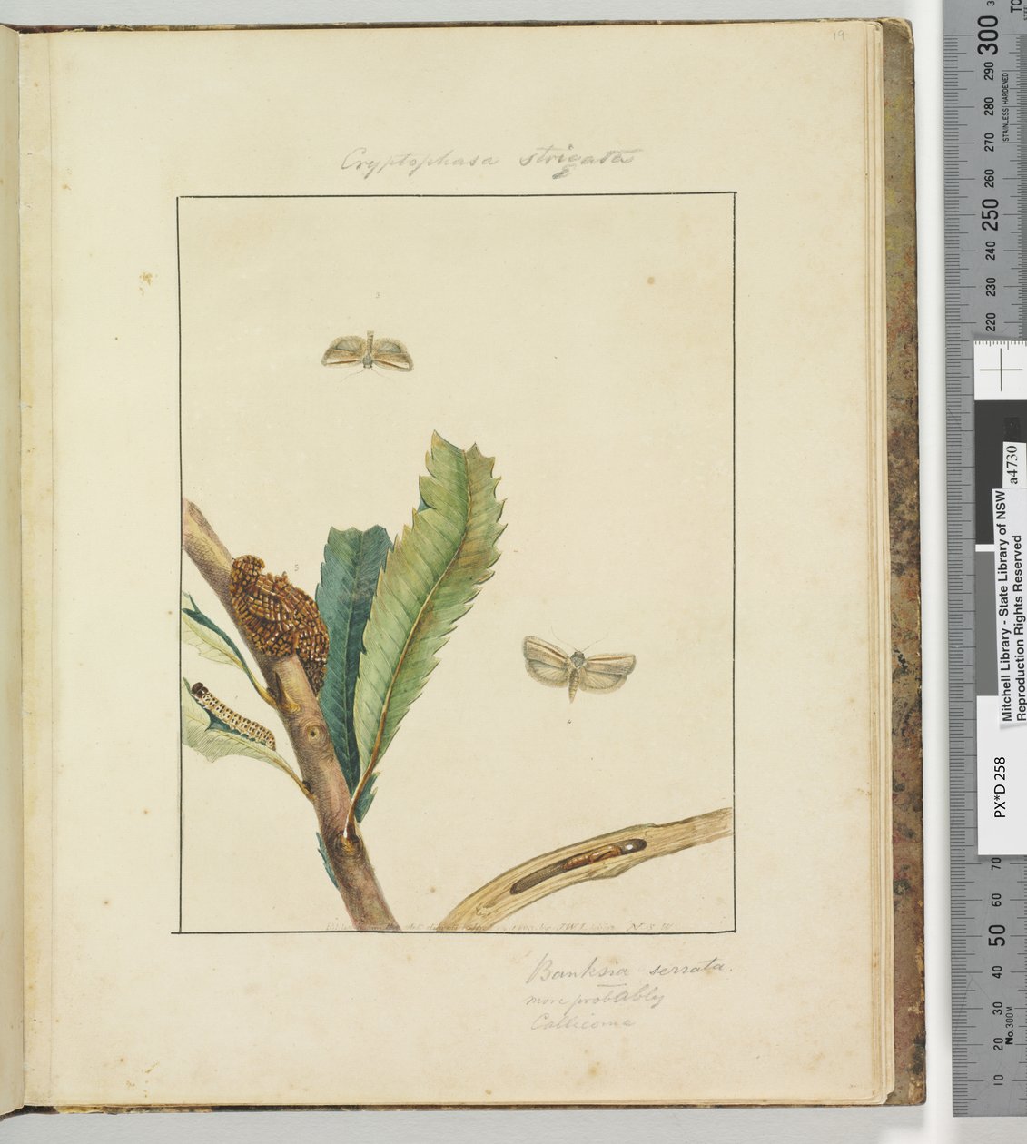 19. oldal. 5. tábla Cryptophasa Strigata, 1803-04 (kézzel színezett rézkarcnyomatok) alkotó: John William Lewin