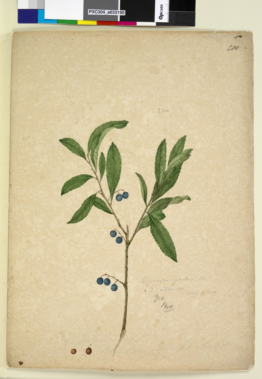 200. oldal Elaeocarpus reticulatus, c.1803-06 (wc, toll, tinta és ceruza) alkotó: John William Lewin