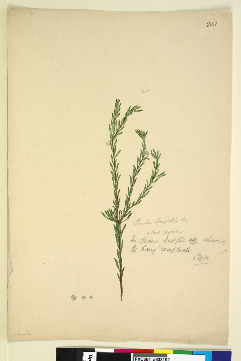 202. oldal Pimelia linifolia, c.1803-06 (wc, toll, tinta és ceruza) alkotó: John William Lewin
