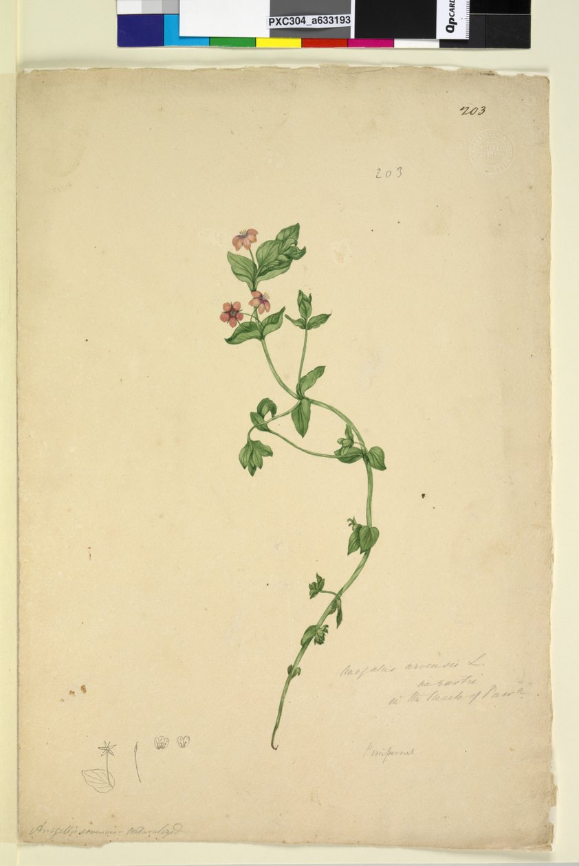 203. oldal Anagallis arvenis, c.1803-06 (wc, toll, tinta és ceruza) alkotó: John William Lewin