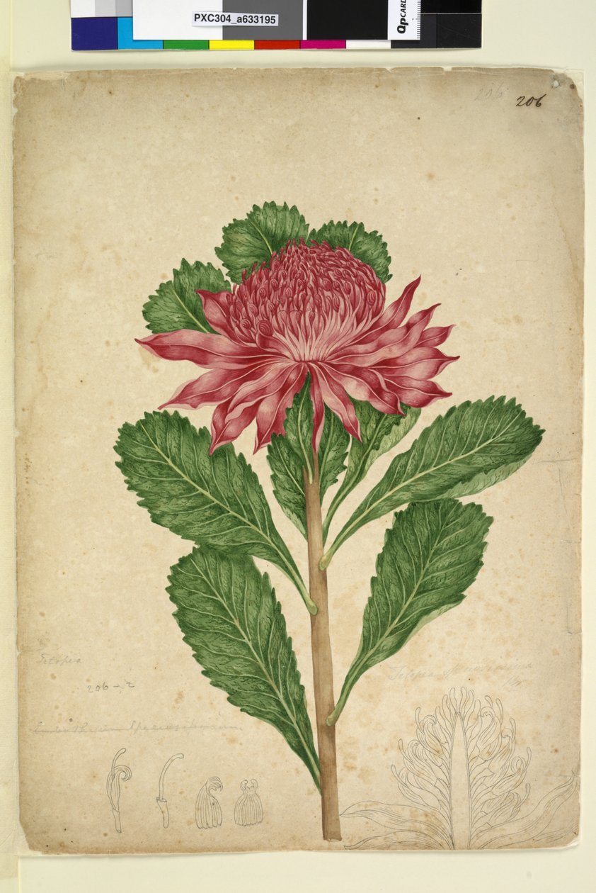 206. oldal Telopea speciosissima, c.1803-06 (wc, toll, tinta és ceruza) alkotó: John William Lewin
