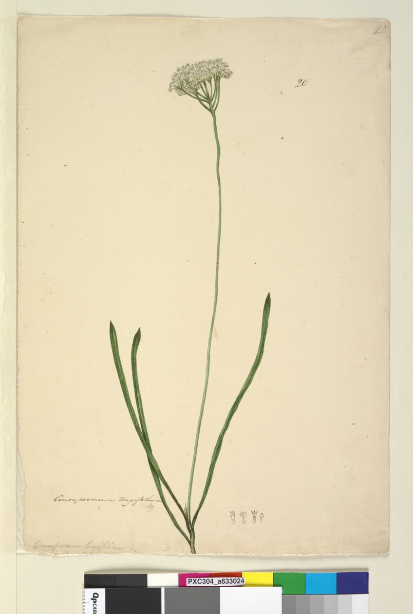 20. oldal Conospermum longifolium, c.1803-06 (wc, toll, tinta és ceruza) alkotó: John William Lewin