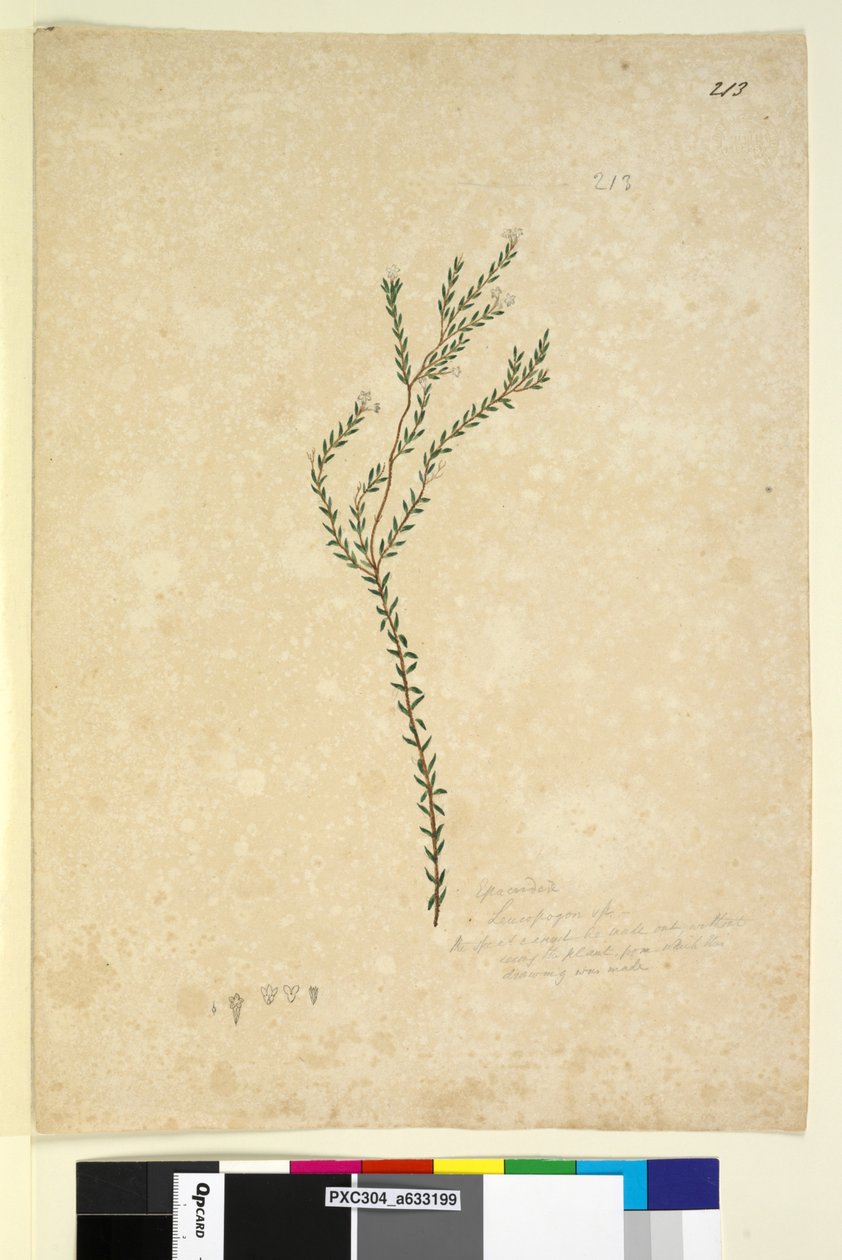 213. oldal EpacrideaeLeucopogon sp., c.1803-06 (wc, toll, tinta és ceruza) alkotó: John William Lewin