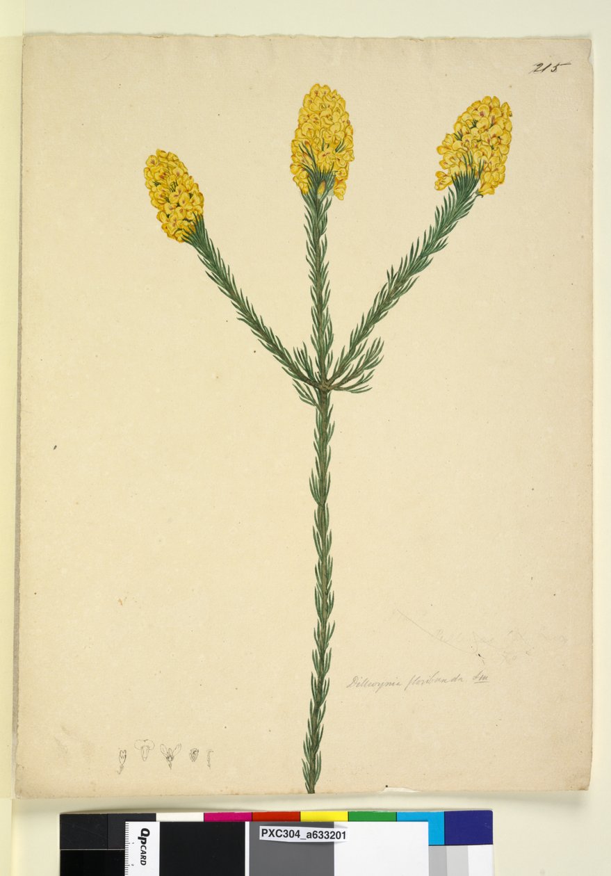 215. oldal. Dillwynia floribunda, c.1803-06 (wc, toll, tinta és ceruza) alkotó: John William Lewin
