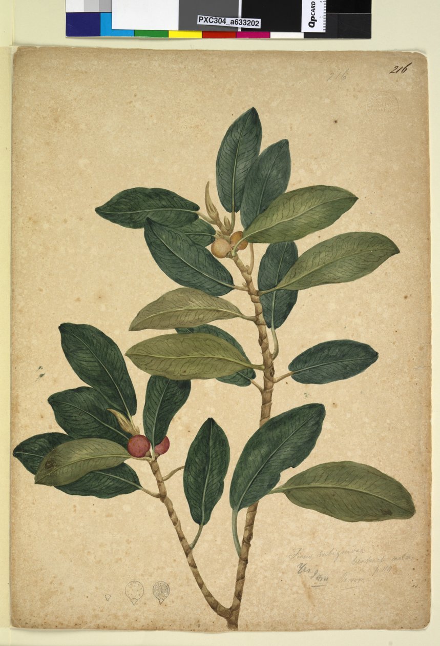 216. oldal Ficus rubiginosa, c.1803-06 (wc, toll, tinta és ceruza) alkotó: John William Lewin
