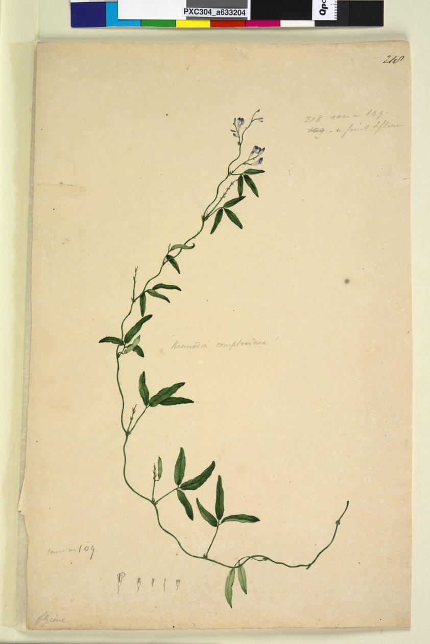 218. oldal Kennedia comptoniana Hardenbergia comptoniana, c.1803-06 (wc, toll, tinta és ceruza) alkotó: John William Lewin