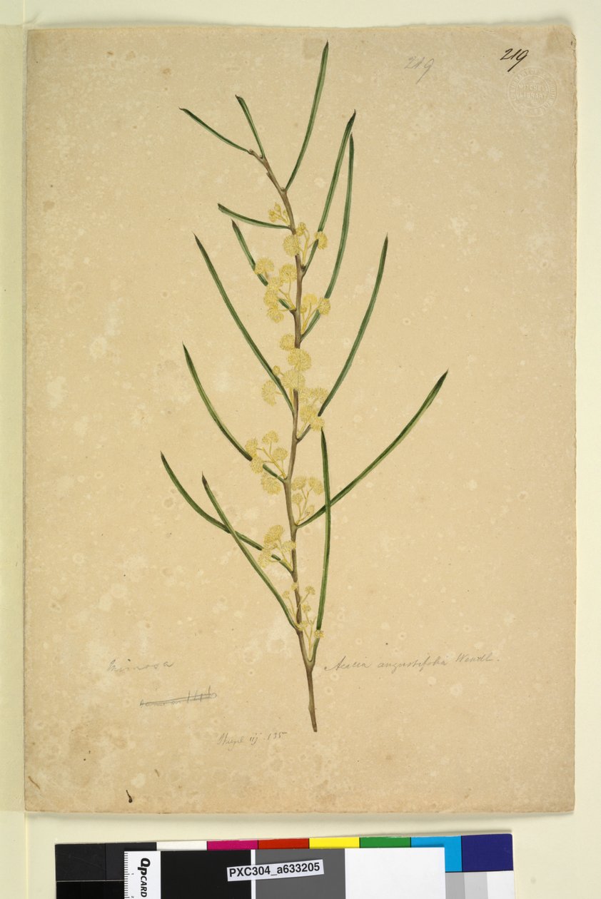 219. oldal Acacia angustifolia, c.1803-06 (wc, toll, tinta és ceruza) alkotó: John William Lewin
