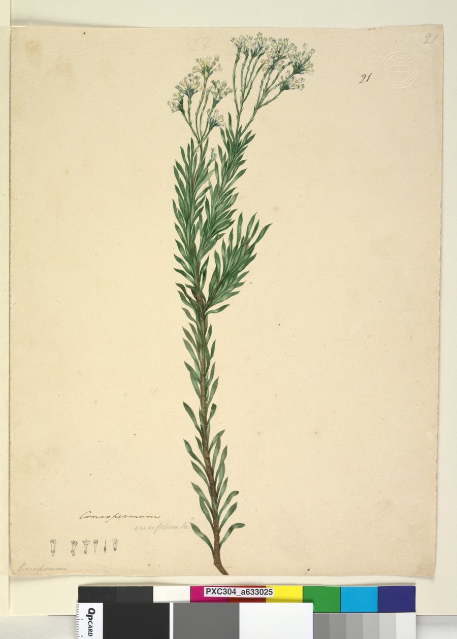 21. oldal Conospermum ericifolium, c.1803-06 (wc, toll, tinta és ceruza) alkotó: John William Lewin