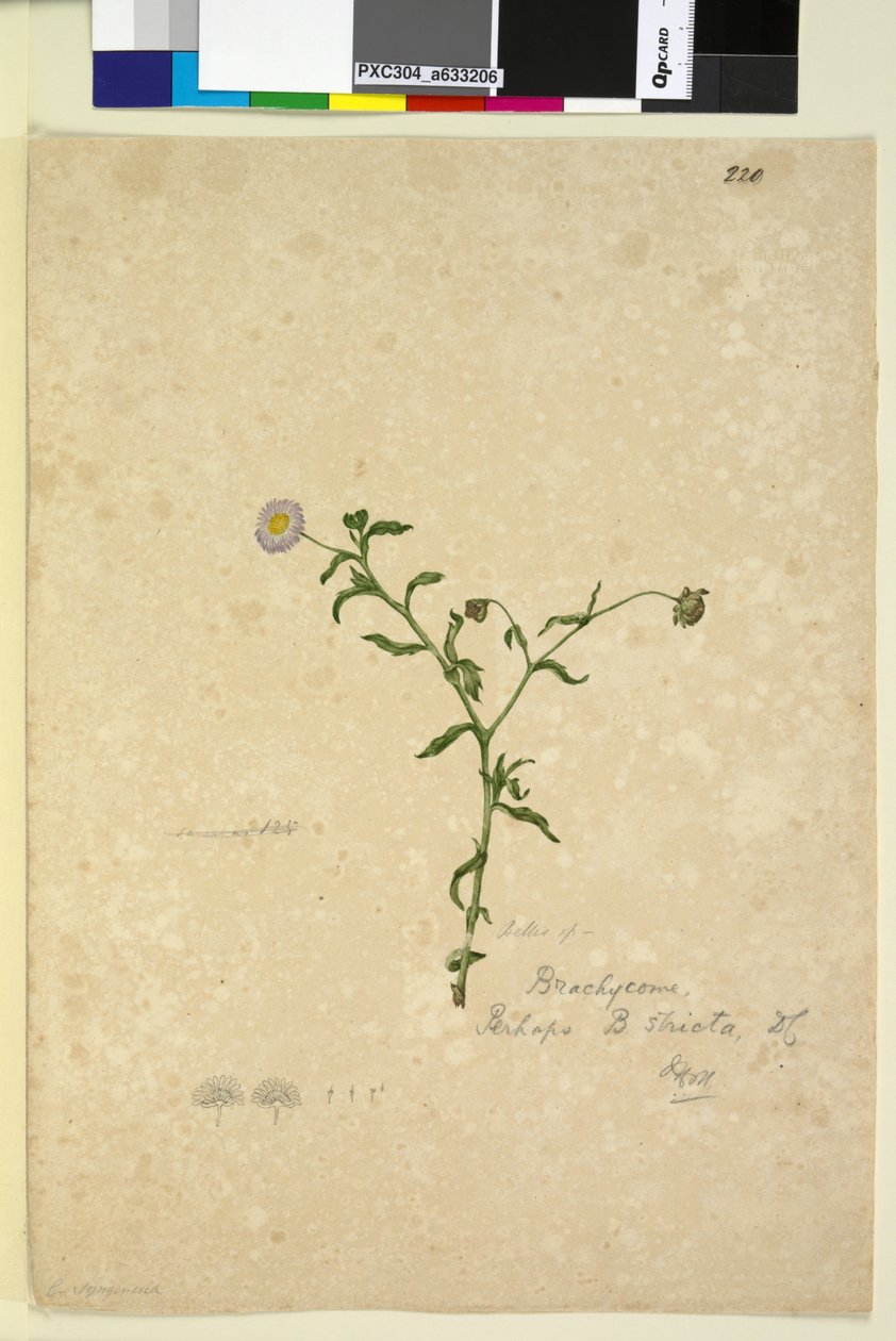 220. oldal. Brachycome multifida, c.1803-06 (wc, toll, tinta és ceruza) alkotó: John William Lewin