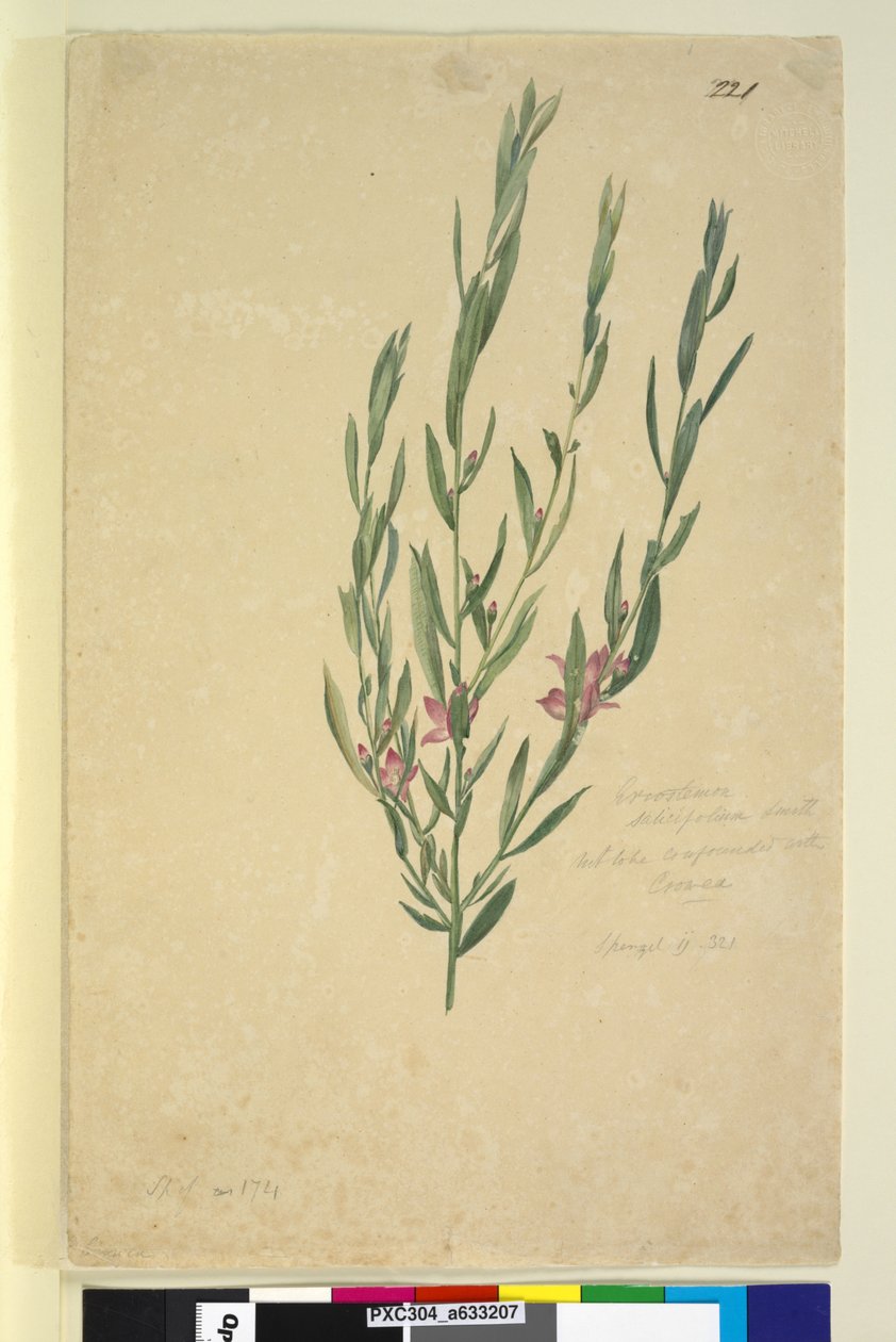 221. oldal Eriostemon, 1803-2006 körül (wc, toll, tinta és ceruza) alkotó: John William Lewin