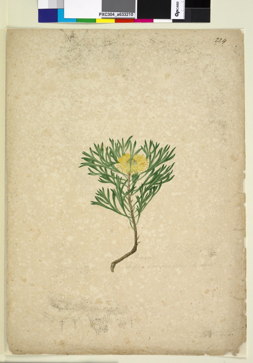 224. oldal Isopogon anemonifolius, c.1803-06 (wc, toll, tinta és ceruza) alkotó: John William Lewin