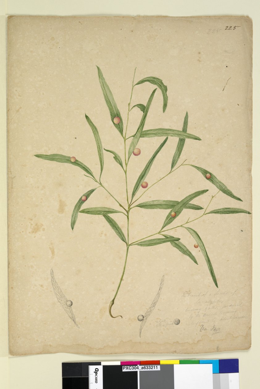 225. oldal. Egy eukaliptusz faj ága epetermő..., 1803-06 körül (wc, toll, tinta és ceruza) alkotó: John William Lewin