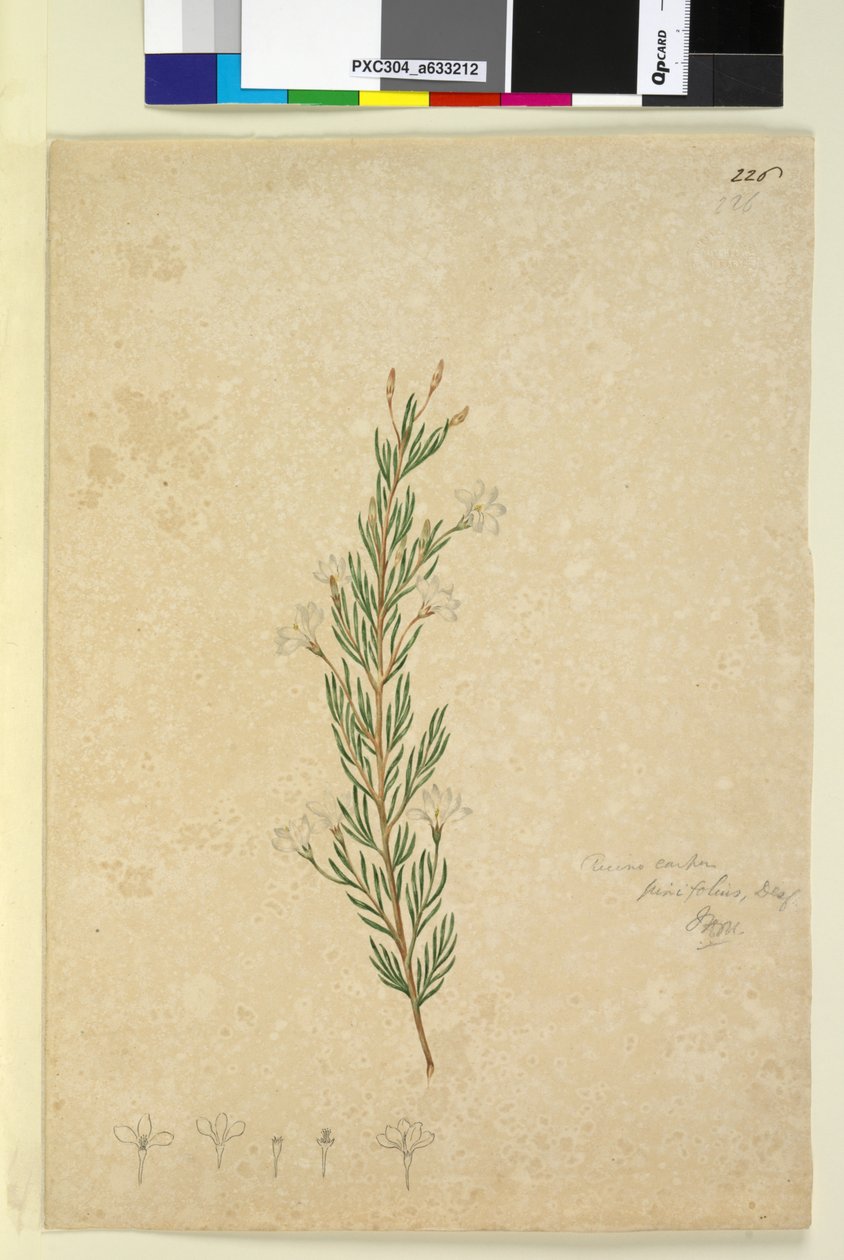 226. oldal Ricinocarpus pinifolius, c.1803-06 (wc, toll, tinta és ceruza) alkotó: John William Lewin