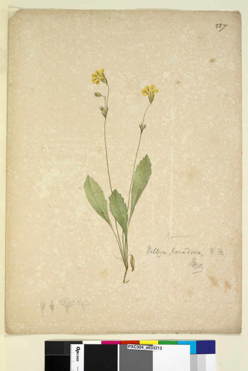 227. oldal Velleia paradoxa, c.1803-06 (wc, toll, tinta és ceruza) alkotó: John William Lewin