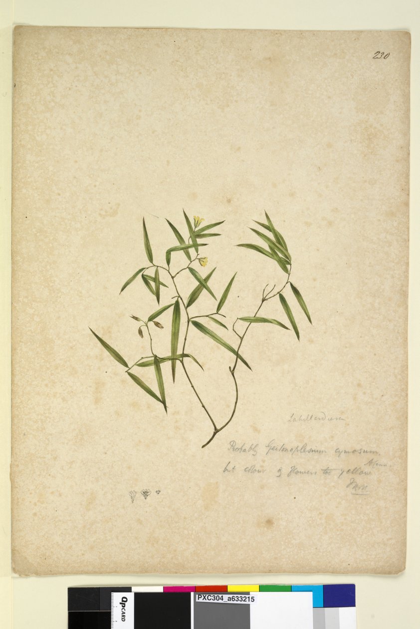 230. oldal Geitonoplesium cymosum, c.1803-06 (wc, toll, tinta és ceruza) alkotó: John William Lewin
