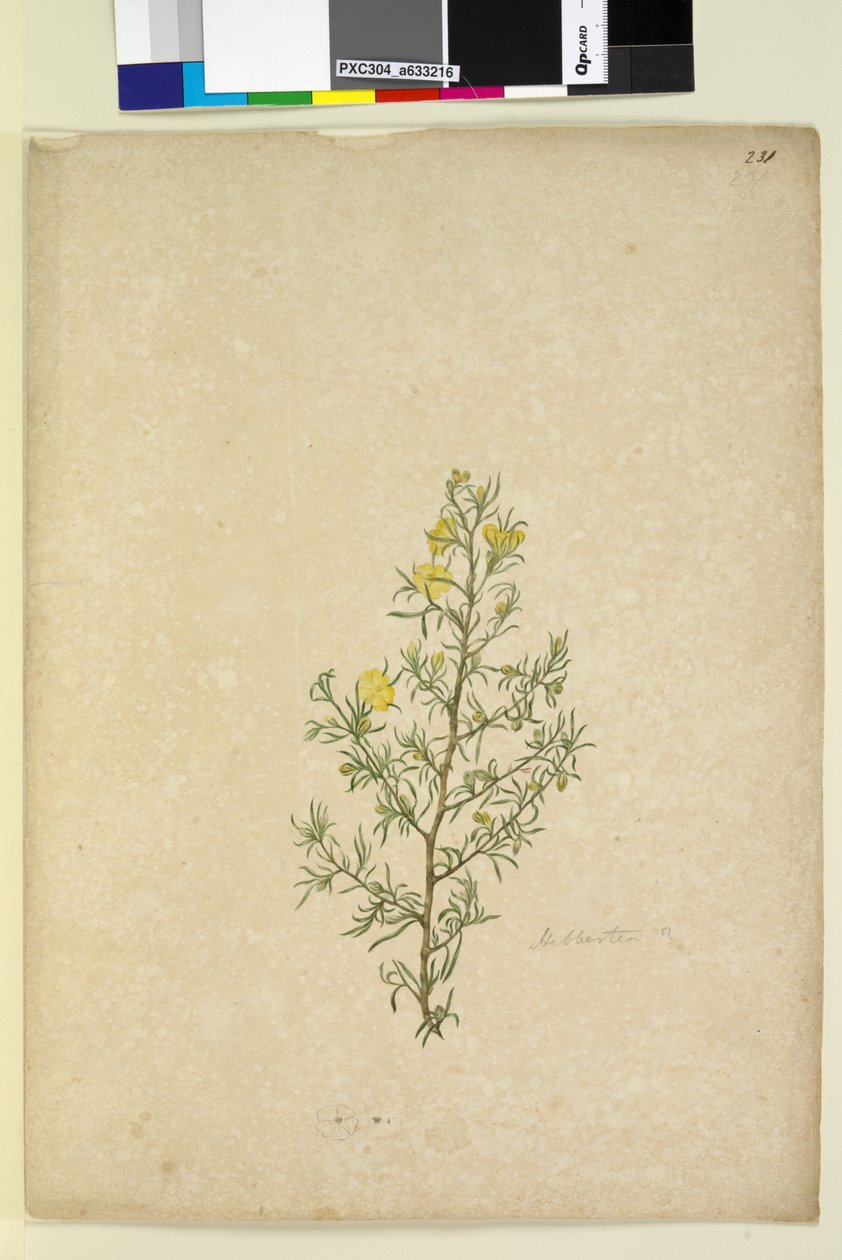 231. oldal Hibbertia sp, c.1803-06 (wc, toll, tinta és ceruza) alkotó: John William Lewin